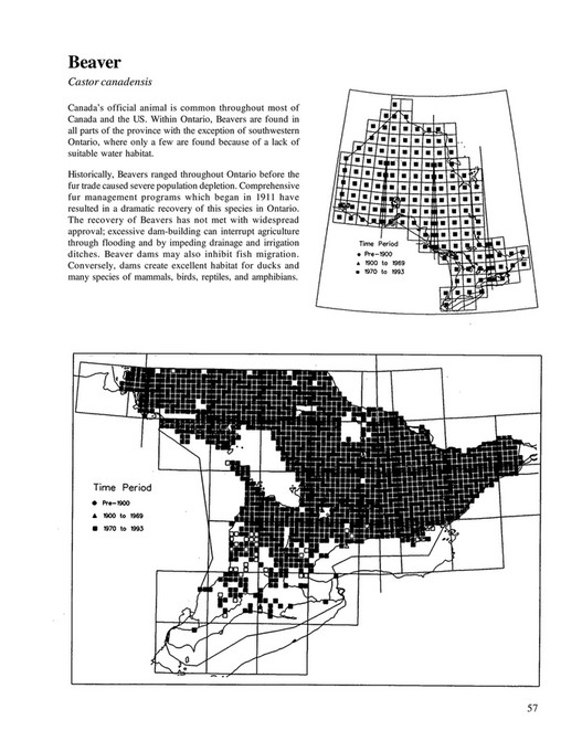Atlas of the Mammals of Ontario - Page 68-69