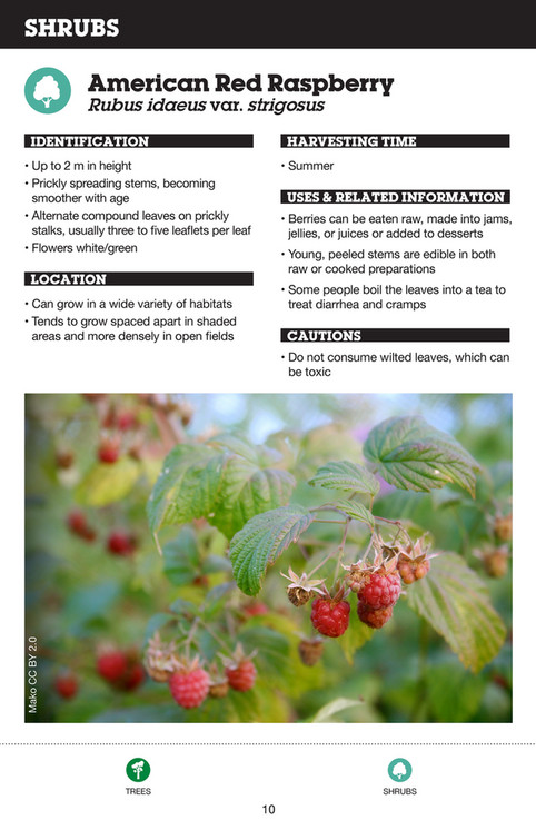 Northern Ontario Foraging Guide - Page 8-9