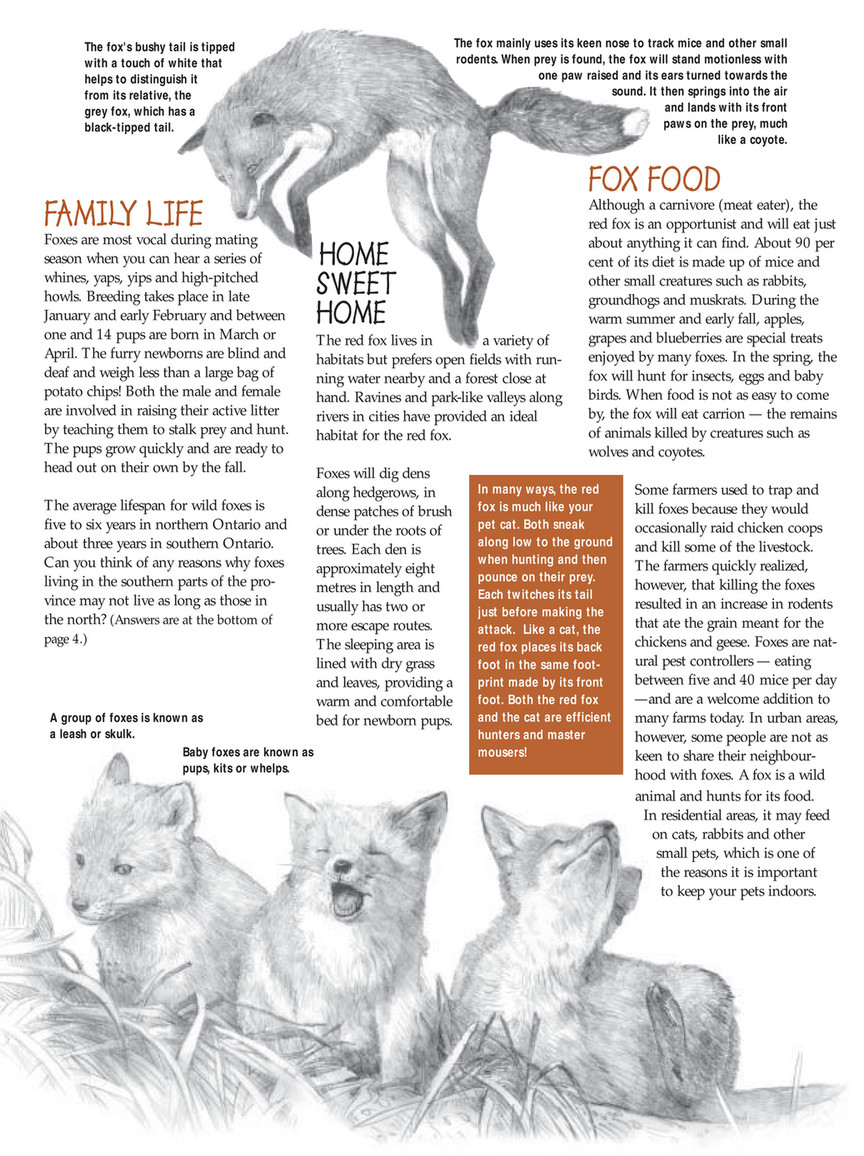 ON Nature magazine - 2003-spring-foxes - Page 1
