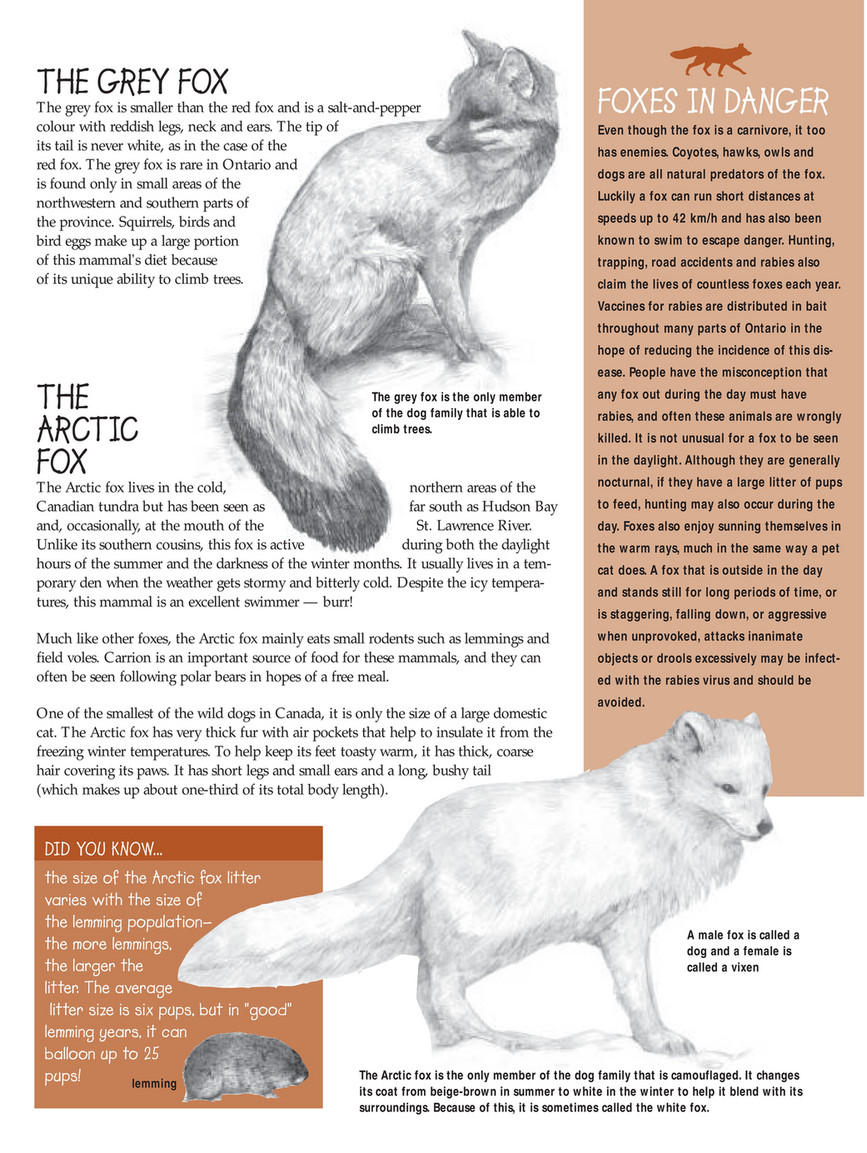 ON Nature magazine - 2003-spring-foxes - Page 1
