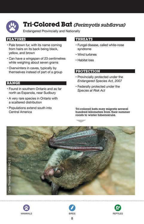 Omafra Bat Risk Species at Risk in Northern Ontario Nature Guide - Page 10-11
