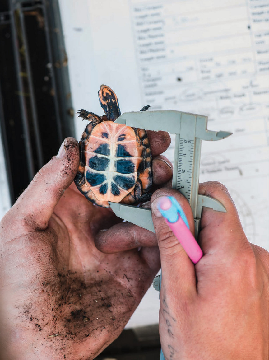 Endangered northern spider tortoise hatches at Milwaukee zoo