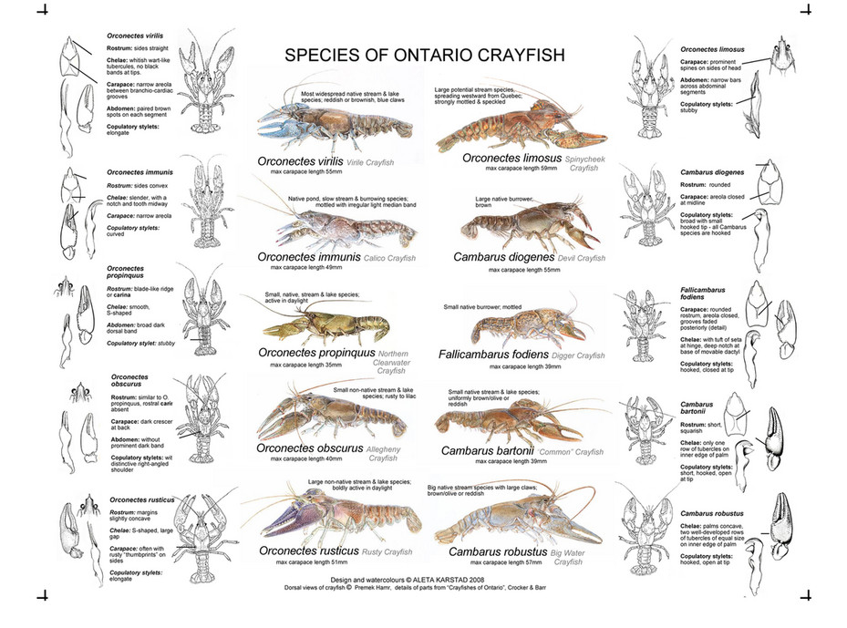 ON Nature magazine - Crayfish guide - Page 1